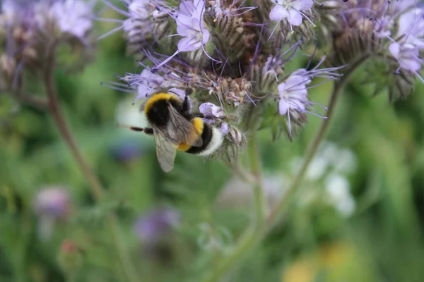 Eine Biene Auf Wildblumen Frühlingswiese Bienen Bestäuben Eine Wildblume Staubwedel — Stockfoto