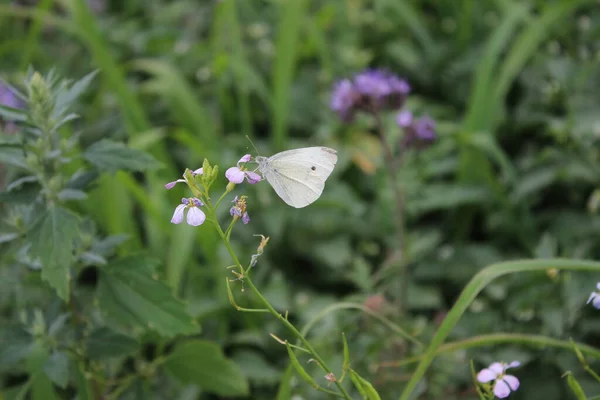 Gros Plan Sur Les Fleurs Sauvages Photo Jour Des Fleurs — Photo