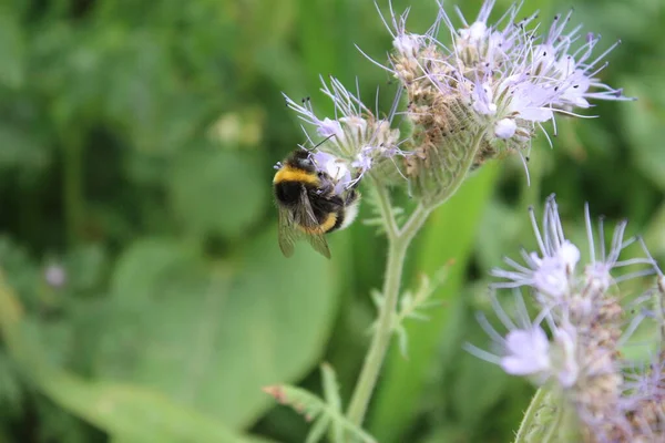 Eine Biene Auf Wildblumen Frühlingswiese Bienen Bestäuben Eine Wildblume Staubwedel — Stockfoto