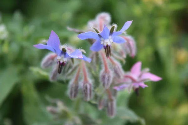 Wildflowers Close Daylight Photo Colourful Blossoms Green Grass Lush Foliage — Stock Photo, Image