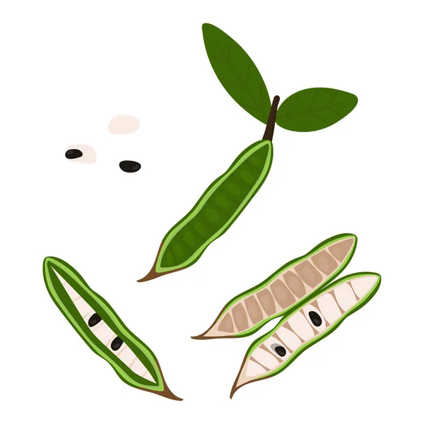 Tropik meyveli dondurma çekirdekleri, inga edulis, guaba, cuaniquil seti beyaz arka planda izole edilmiş. Vektör illüstrasyonu