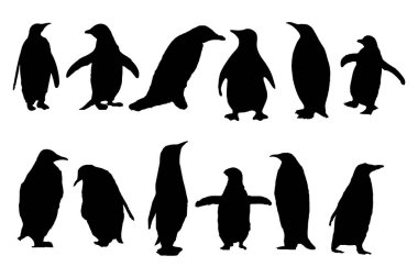 Penguen Siluet Vektör Çizim Tasarımı