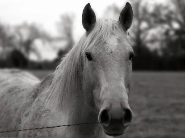 Кінь Чорно Білому — стокове фото