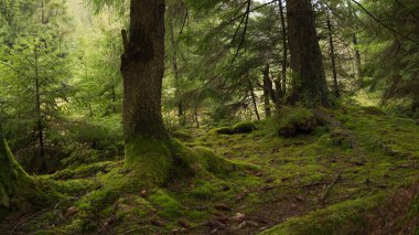trees with moss on spring