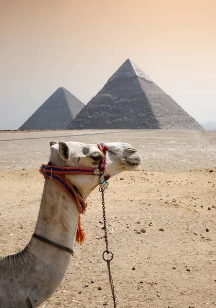 エジプトのカイロの後ろのピラミッドと前景にラクダとギザ砂漠 — ストック写真