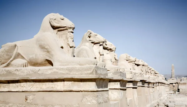 Avenida Esfinge Con Cabeza Carnero Templo Amón Egipto — Foto de Stock