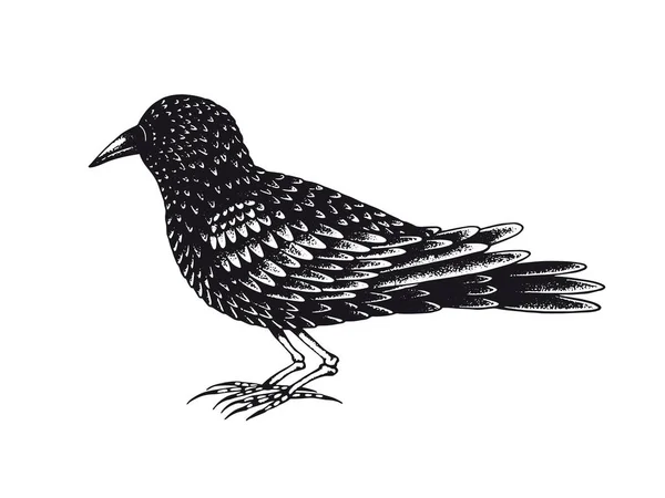 Schwarzer Vogel Mit Beinen Aus Knochen Gruseliger Schwarzer Vogel Halloween — Stockvektor
