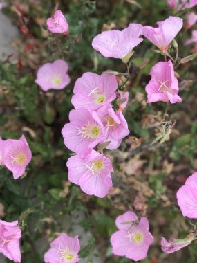 Bahçedeki pembe çiçek