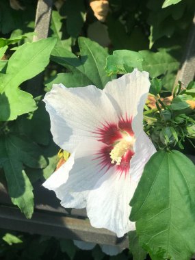 Güzel botanik fotoğrafı, doğal duvar kağıdı.