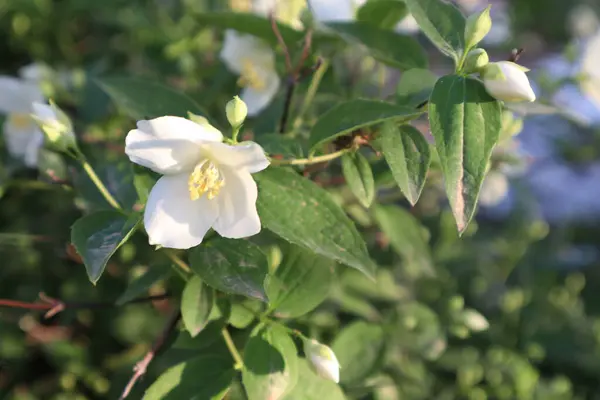 Close White Flowers Orange Blossoms Spring — Foto de Stock