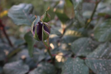 Bir çalılıkta büyüyen siyah bir gülün yakın plan çekimi.