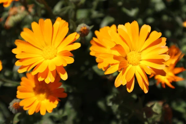 Pomarańczowy Kwiat Nagietka Ogrodzie Latem — Zdjęcie stockowe
