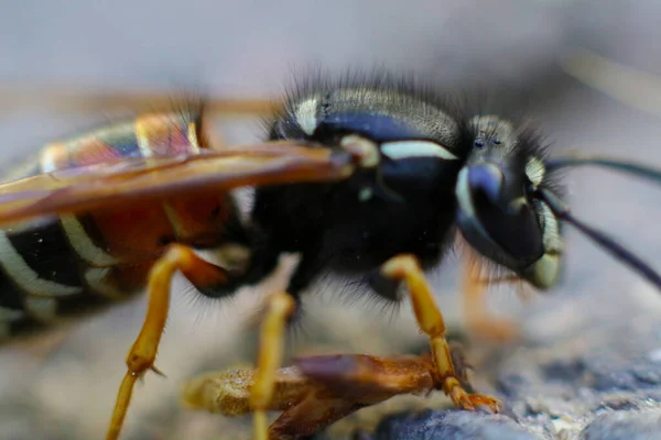 Aus Der Nähe Von Insekten Makro — Stockfoto