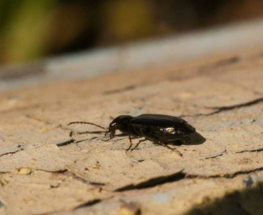 Yaprağın üzerinde siyah bir böceğin yakın plan fotoğrafı.