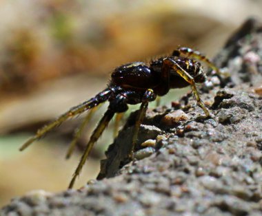 Ağaçtaki eşekarısına yaklaş