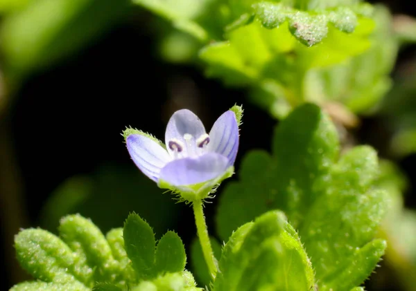 Hermosas Flores Jardín — Foto de Stock