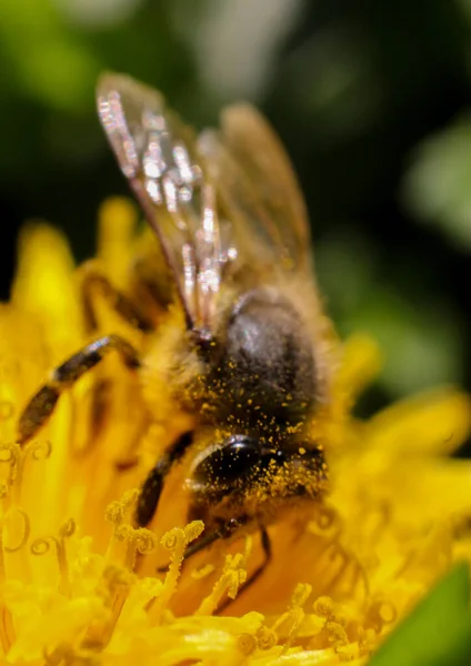 Abeille Sur Une Fleur — Photo