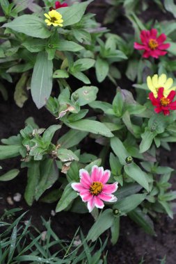 Güzel çiçekler, seçici odak