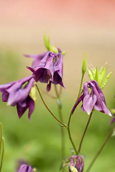 Primer Plano Una Flor Púrpura Con Fondo Borroso —  Fotos de Stock