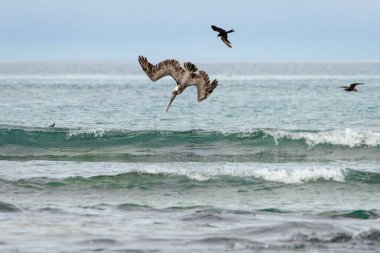 Galapagos Kahverengi Pelikan balık avlamak için kıyıya yakın dalgalara dalıyor..
