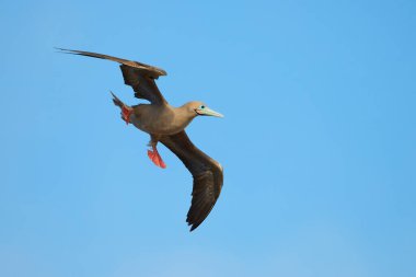 Kırmızı ayaklı sümsük kuşu iniş için geliyor. Galapagos Adaları - Ekvador.