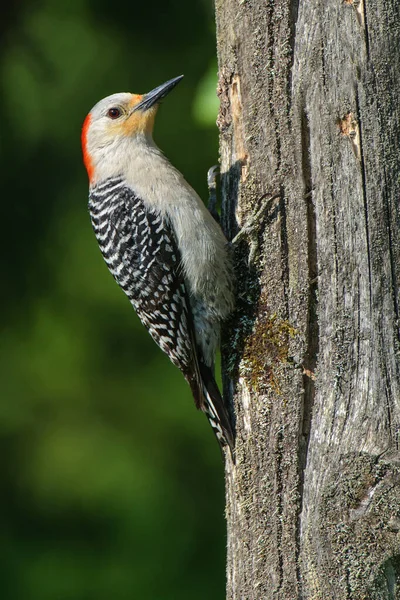 Yellow Bellied Woodpecker Clinging Side Old Tree Mid Morning Light — Stock Photo, Image