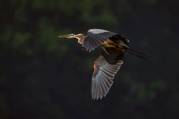 Uçan Büyük Mavi Balıkçıl 'ın yan görüntüsü.