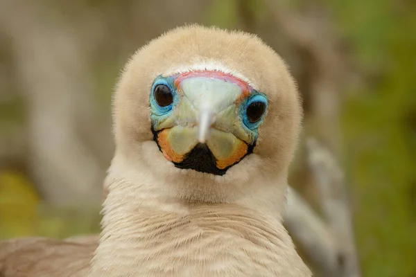 Ekvador açıklarındaki Galapagos adalarında kırmızı ayaklı sümsük kuşu bulundu.