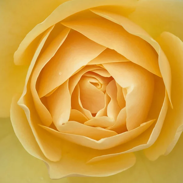 Yumuşak ışıkta güzel sarı bir gülü yakından çek..