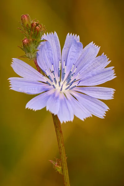 Yumuşak, ılık bir sabah ışığında güzel bir Chicory çiçeğinin yakın çekimi..