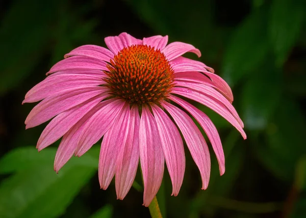 Güzel bir Echinacea purpurea PowWow Yabani Böğürtlen koni çiçeğinin yakın çekimi.