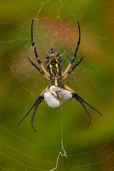Bir Siyah ve Sarı Argiope daha sonra beslenmek için iki Japon böceğini paketliyor..