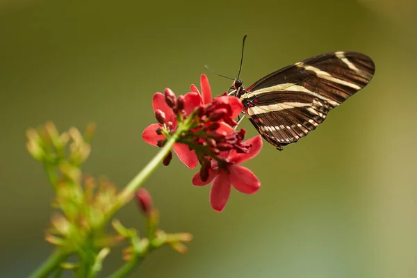Çiçeklerin üzerinde dinlenen güzel bir kelebek..