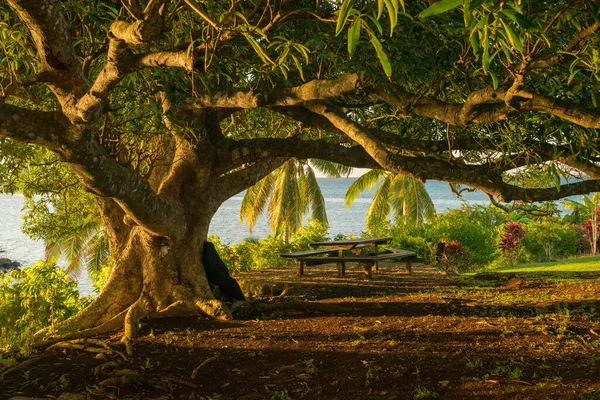 Olgun bir Banyan ağacı günbatımında gölgeliğin altında olma perspektifinden yakalanır. Fiji 'deki Taveuni adasında vuruldu..