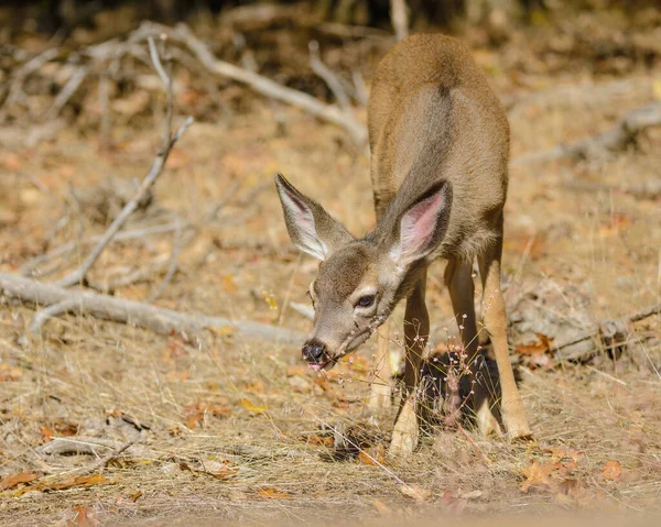 Mule Deer Pastando Valle Yosemite —  Fotos de Stock