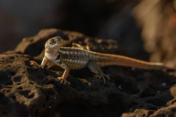 Galapagos Lav Kertenkelesi gün batımında bir kayanın üzerinde ısınıyor.