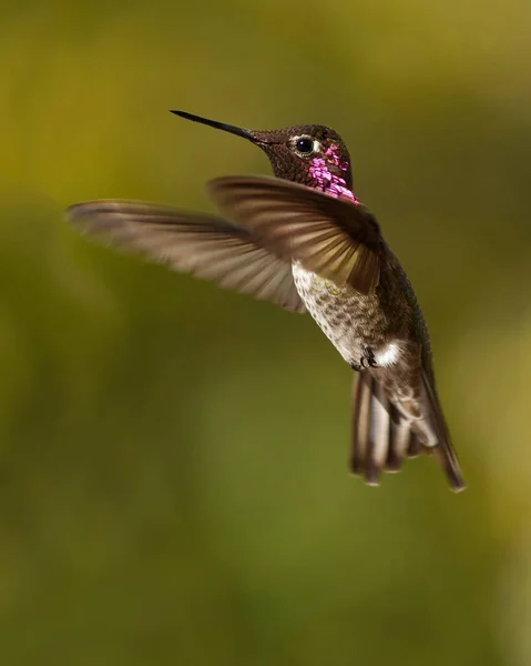 Anna Hummingbird Hovering Mid Air Green Background — Fotografia de Stock