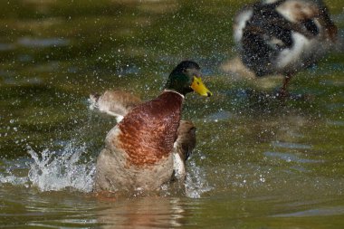                               Güneş doğduktan hemen sonra Gahanna Creekside 'daki derede yıkanan bir Mallard Drake..