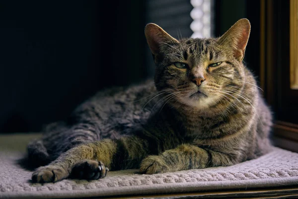 Pencere ışığında oturup göz teması kuran bir erkek kedinin yan ışık portresi..
