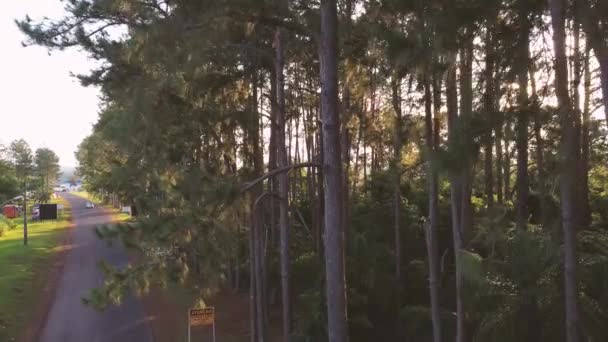 日落时鸟瞰树木 高质量的4K镜头 — 图库视频影像
