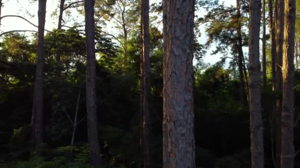 Letecký Pohled Stromy Při Západu Slunce Vysoce Kvalitní Záběry — Stock video