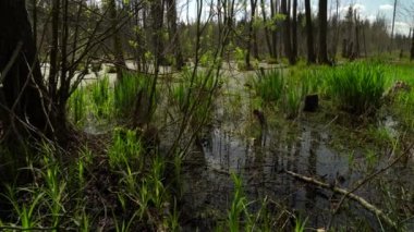 Ormandaki bataklığın bahar manzarası. Yeşil orman gölü manzarası. Knyszyn ormanında bataklıkta yeşil sularda büyüyen ağaçlar..