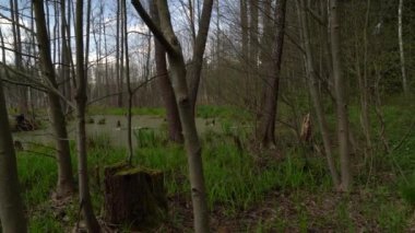 Ormandaki bataklığın bahar manzarası. Yeşil orman gölü manzarası. Knyszyn ormanında bataklıkta yeşil sularda büyüyen ağaçlar..