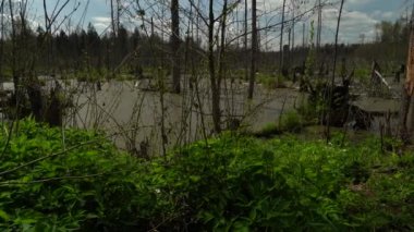 Ormandaki bataklığın bahar manzarası. Yeşil orman gölü manzarası. Knyszyn ormanında bataklıkta yeşil sularda büyüyen ağaçlar..