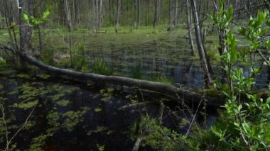 Spring landscape of the swamp in the forest.View of the green forest lake.Trees growing in green water in swampin the Knyszyn forest.