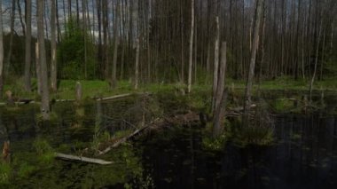 Spring landscape of the swamp in the forest.View of the green forest lake.Trees growing in green water in swampin the Knyszyn forest.