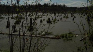 Ormandaki bataklığın bahar manzarası. Yeşil orman gölü manzarası. Knyszyn ormanında bataklıkta yeşil sularda büyüyen ağaçlar..