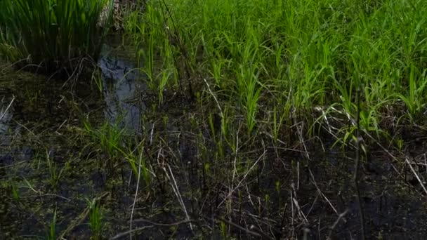 森の中の沼の春の風景緑の森の湖の景色 クニズィンの森の湿地で緑の水に成長する木 — ストック動画