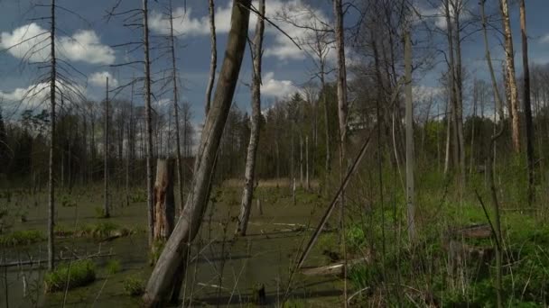 ใบไม ของหนองน าในป มมองของทะเลสาบป าเข ตารางท บโตในน ยวในหนองน าในป Knyszyn — วีดีโอสต็อก