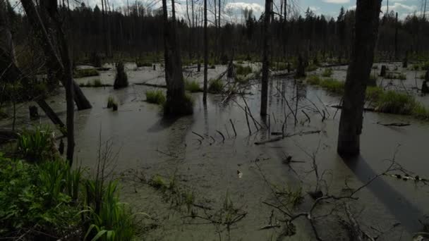 Spring Landscape Swamp Forest View Green Forest Lake Trees Growing — Stok video